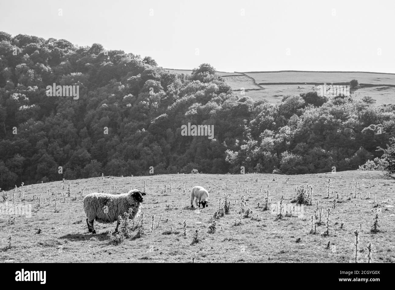 Agneau photo noir et blanc sur l'herbe verte Banque D'Images