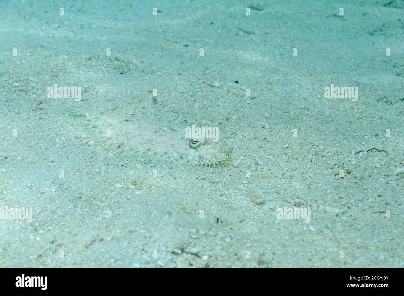 Bothus pantherinus, plie rouge Leopard, parfaitement camouflée sur fond de sable dans Bathala, Ari Atol, Maldives, océan Indien Banque D'Images