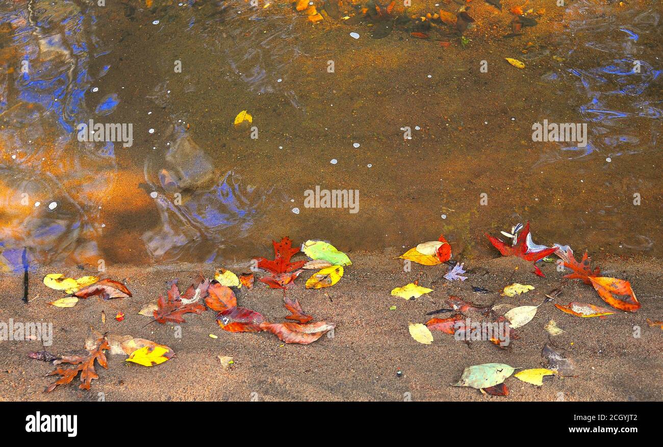 Des feuilles d'automne flottent sur l'eau sur une rive Banque D'Images