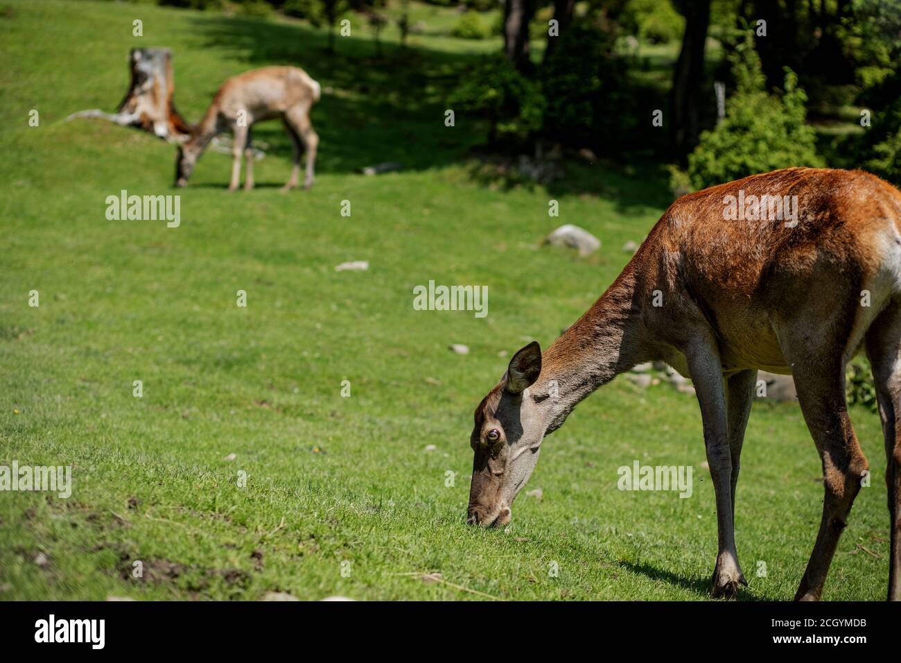 Troupeau de cerfs paissant sur la prairie. Troupeau de cerfs pâturage. Troupeau de cerfs dans une ferme de cerfs Banque D'Images
