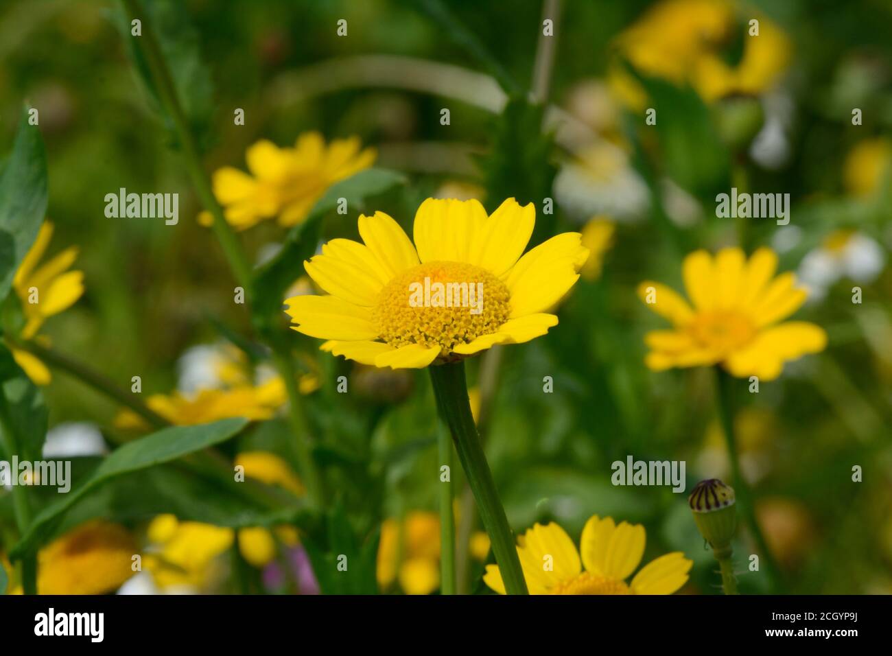 Fleur de ségeum de la marigold de maïs Glebionis isolée dans un champ jaune pauisy Banque D'Images
