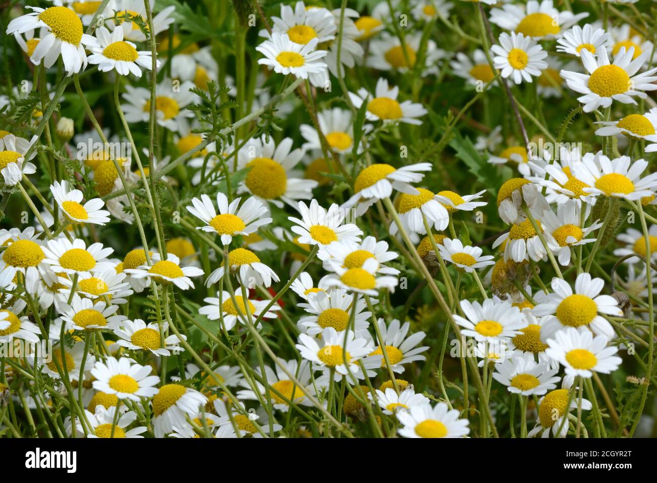 Fleurs de camomille poussant la Marguerite vivace dure comme les plantes Banque D'Images
