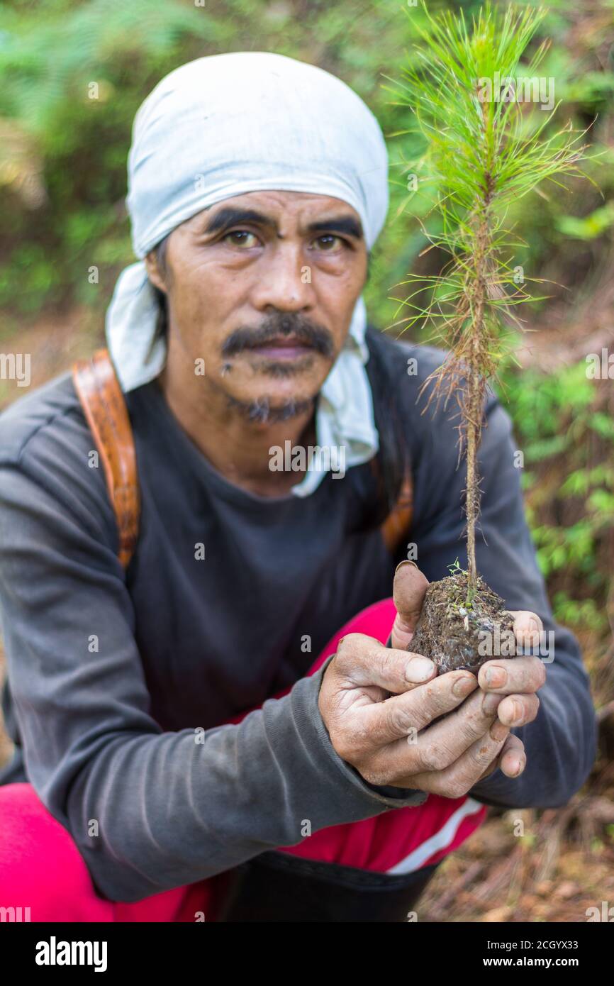 Dans une pépinière de pins à Benguet, Philippins Banque D'Images