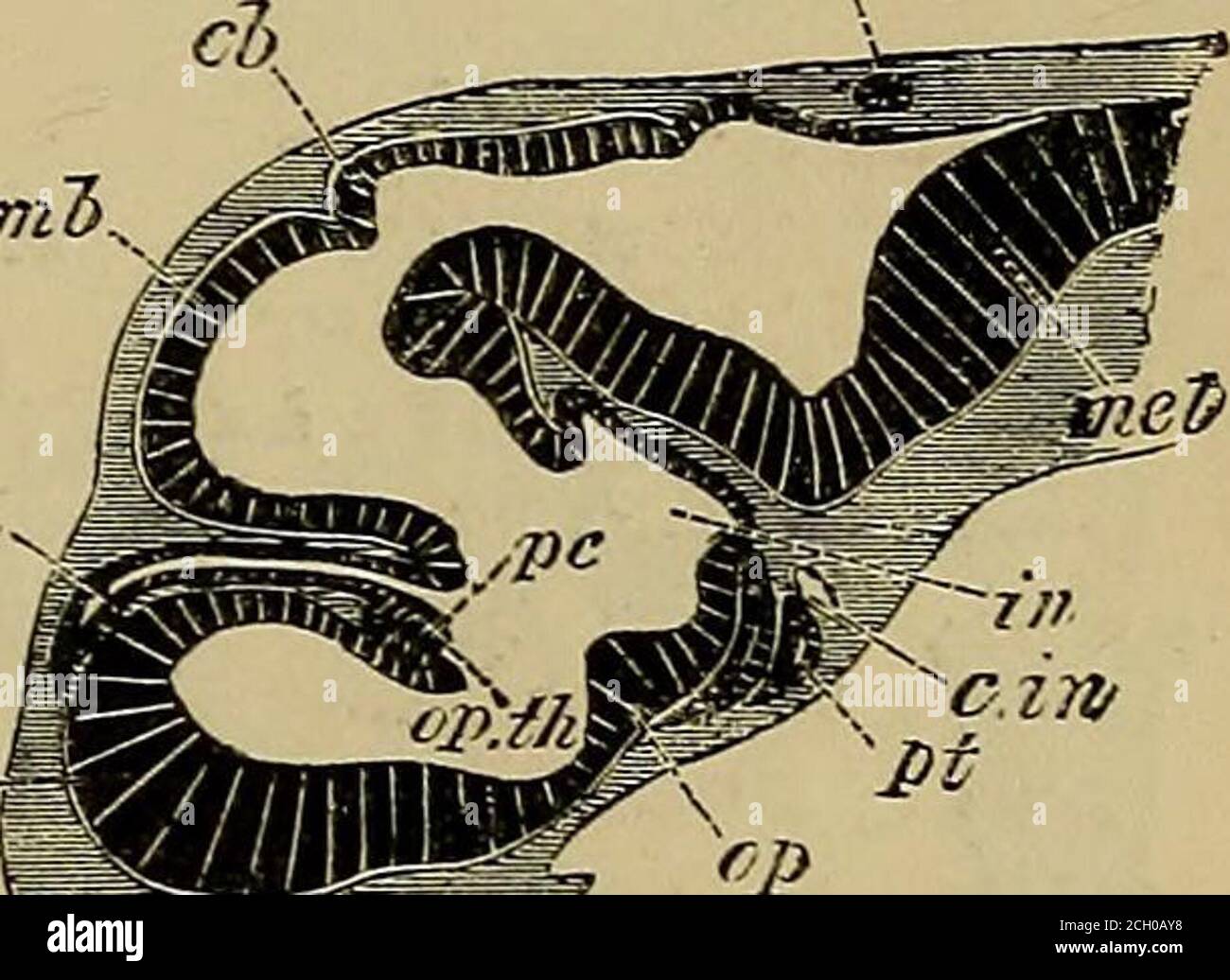 . Éléments anatomiques de Quain . elencej^halon, medulla oblongata ; o,nerfs optiques ; V, cinquième paire ; VIII, huitième paire ou glossopharyngée et pneumogastrique ;i, infundibulum ; v, v, cavité ventriculaire générale, s'ouvrant à v dans le ventricule latéral par le foramen de Monro. LE PEIMAEY BEAIN. 825 et les parois latérales de la partie de la vésicule primitive postérieure qui se trouve à côté du cerveau moyen, et est accompagnée d'une inflexion profonde du tube thémédullaire entre celui-ci et la partie restante de la ^esicle qui forme la médulla oblongata. En même temps que ces changements progressent, deux autres Banque D'Images