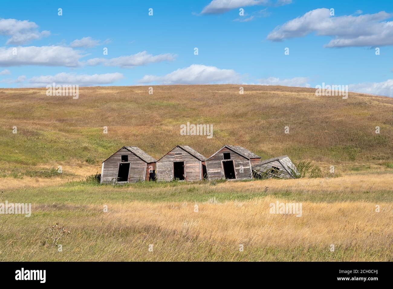 Vieux pigeons dans la prairie à Sharples, Alberta, Canada Banque D'Images