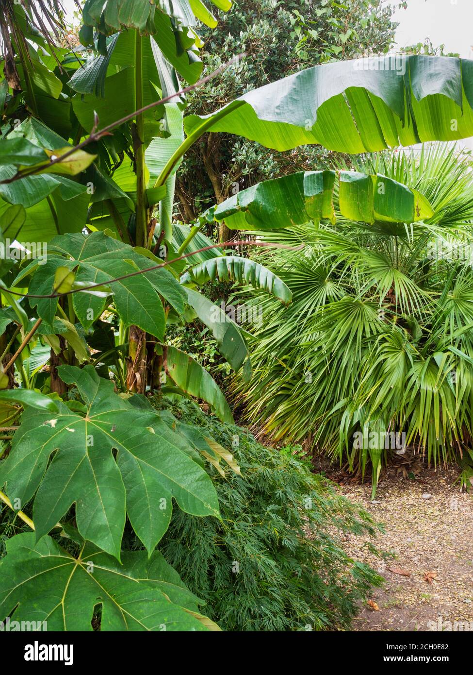 Tetrapanax papyrifer, Musa basjoo, Chamaerops humilis et Acer palmatum dissectum 'viridis' dans une combinaison de feuillage exotique dans un jardin de Devon, au Royaume-Uni Banque D'Images