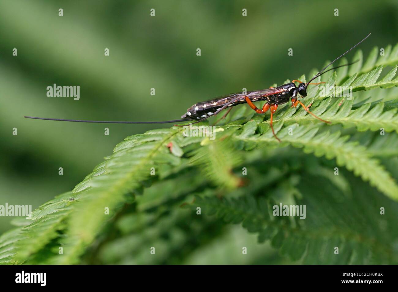 Giant ichneumon a.k.a. sabre Wasp (Rhyssa persuasoria) - femelle Banque D'Images