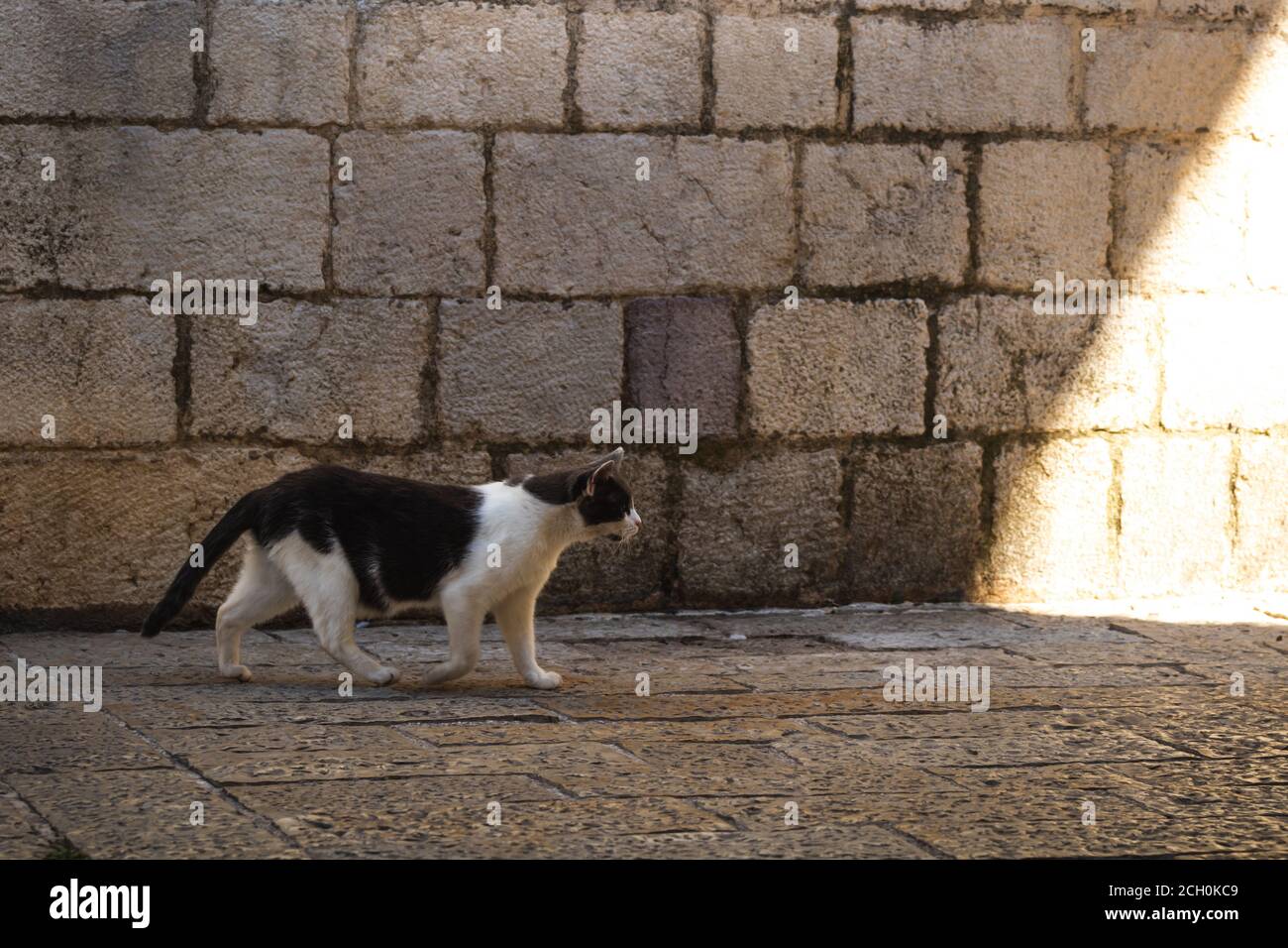 Le chat marche le long de la vieille rue le long du chemin pavé jusqu'à la lumière, le Monténégro Banque D'Images