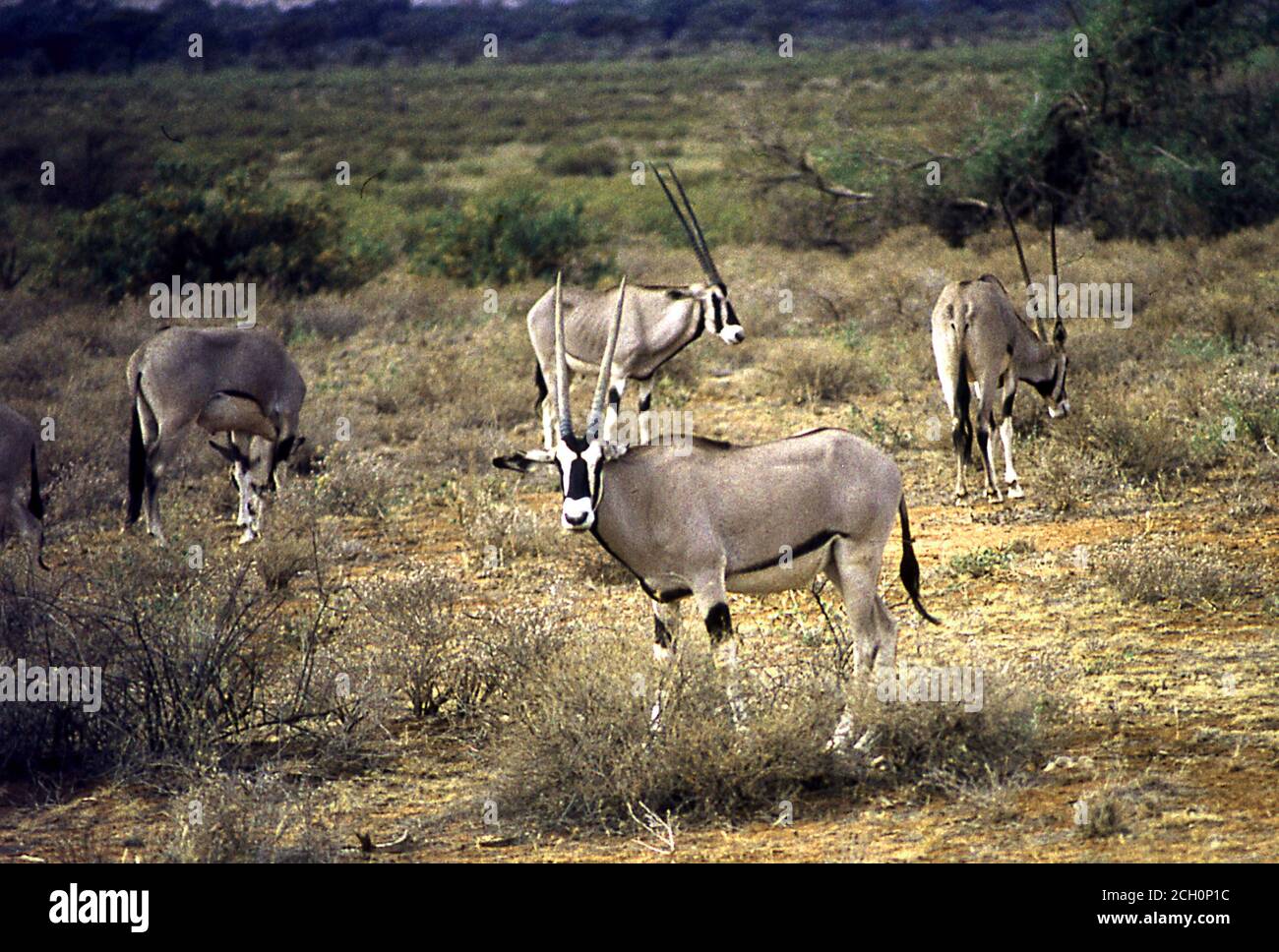 Antilopes dans la steppe africaine Banque D'Images