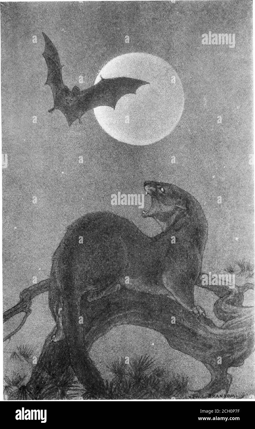 . Plus de bois de la nature . d compté déjà son.il avait assez imaginé ses dents dans la gorge des poorchterers, quand, par un miracle de la nuit—et la nuit parmi les WUD kindredsis plein de miracles—carrière et de sentier haddisparut. C'était dans le pin qu'il hadéchit, et le chasseur furieux était la quête de tout l'arbre pour la perte de l'odeur, dissuasif-extrait que son mahgnancy ne devrait pas être ballé. Dans sa recherche il a couru, sinueux et andreux comme un serpent, le long de cette branche haute dont l'une des fourchettes extérieures la petite chauve-souris a laissé ses bébés. Maintenant, Puck o le Dusk, dans au sa courte vie, n'avait jamais eu Banque D'Images