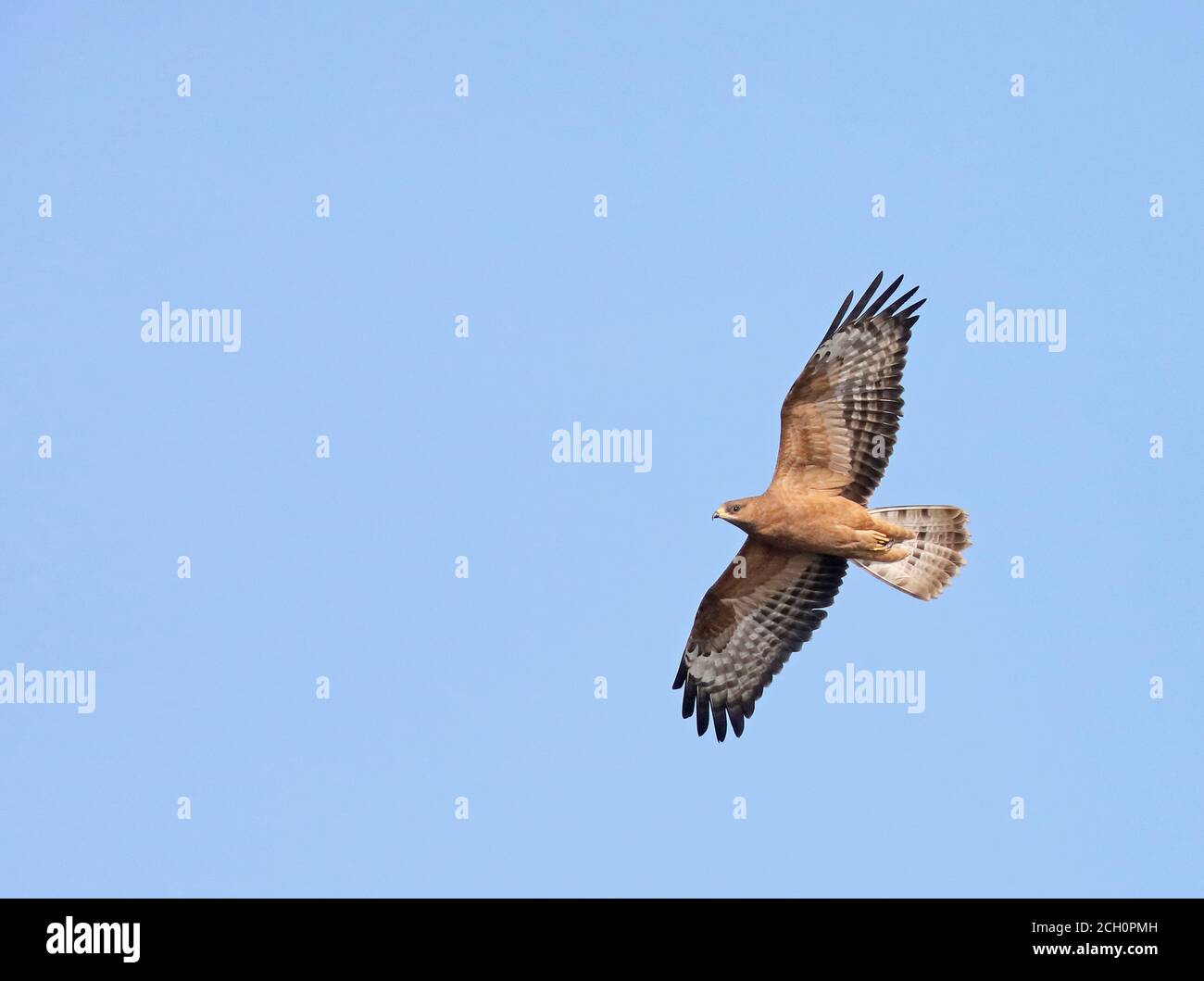 Jeune bourdonnement de miel européen (Pernis apivorus) en vol de migration Banque D'Images