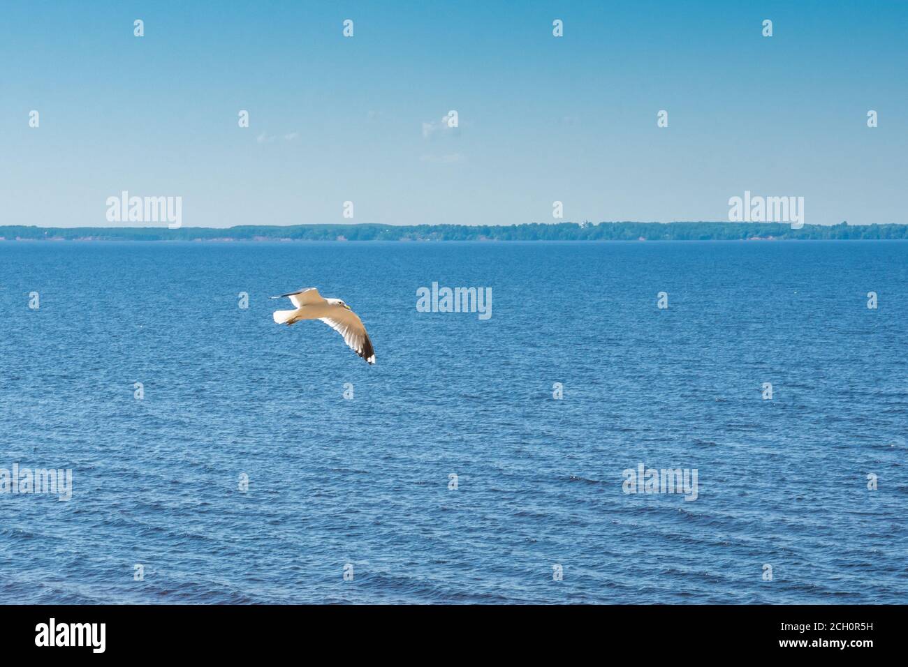 vol en mouette sur un grand lac, jour ensoleillé d'été, horizon panoramique Banque D'Images