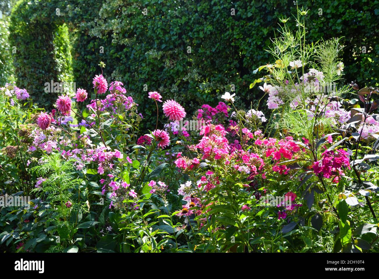 bordure de fleurs roses, jardin, angleterre Banque D'Images