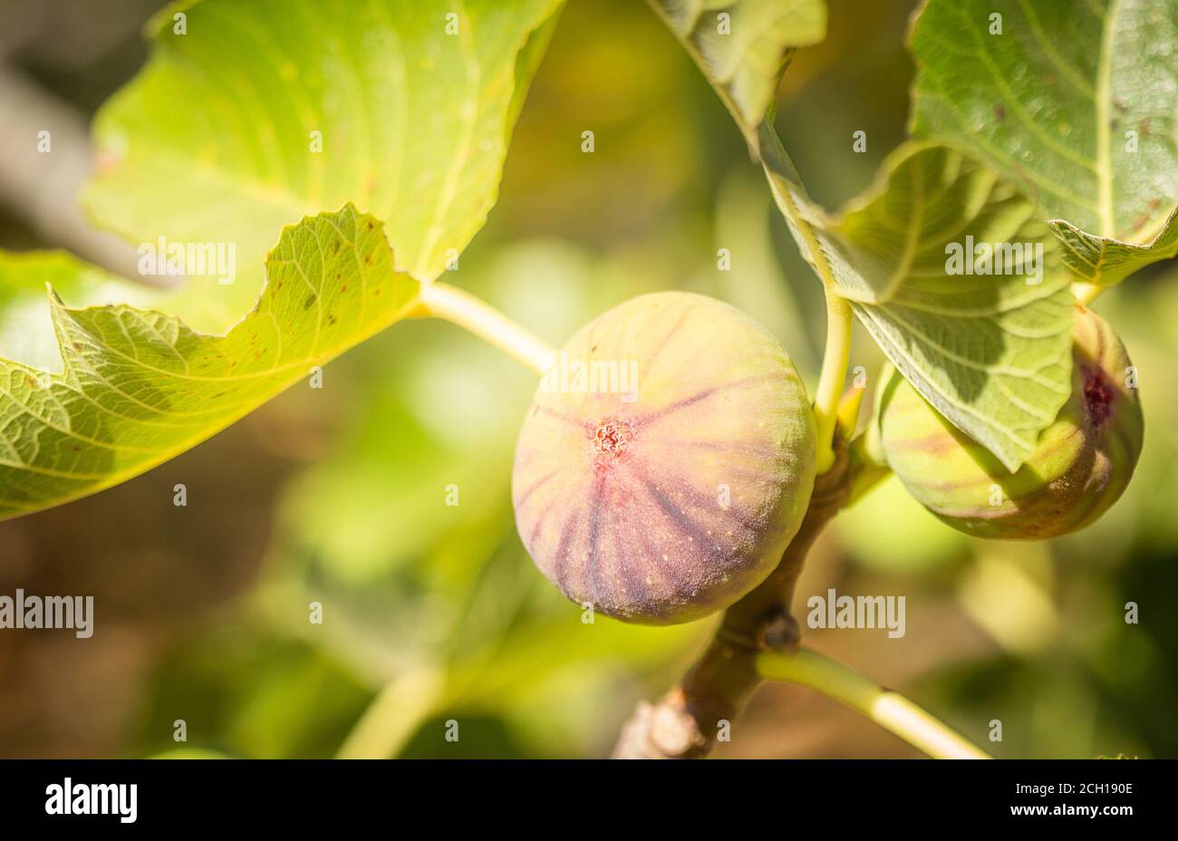 Fruits de la Fig sur l'arbre dans le jardin avec des lumières de soleil. Photo macro horizontale. Banque D'Images