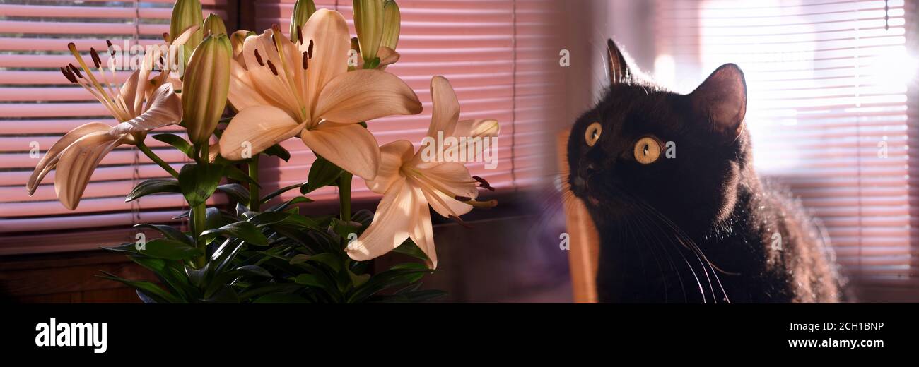 chat noir et bouquet de lys jaunes sur la véranda Banque D'Images