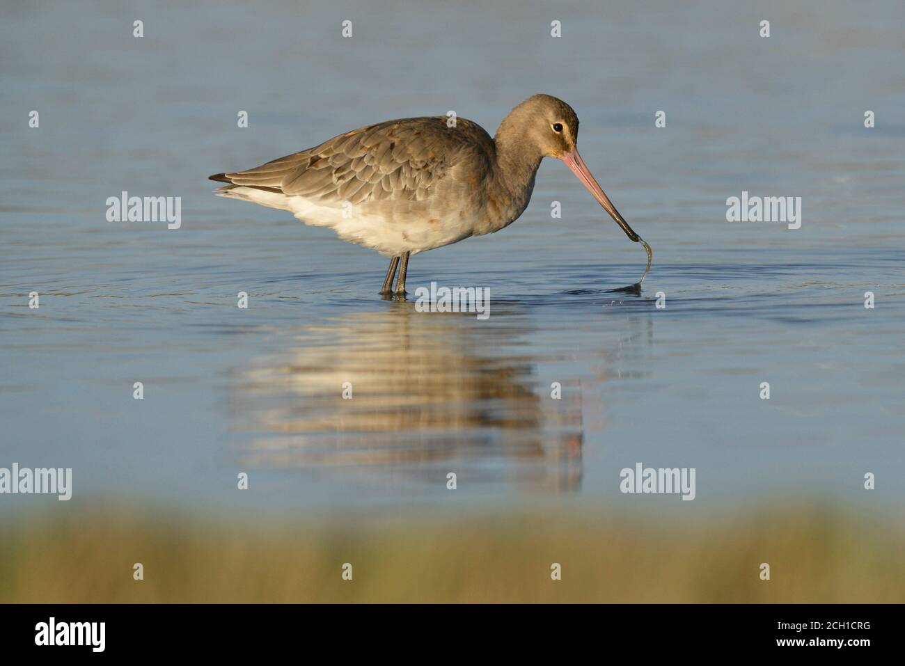 Barge à queue noire - Limosa limosa Banque D'Images