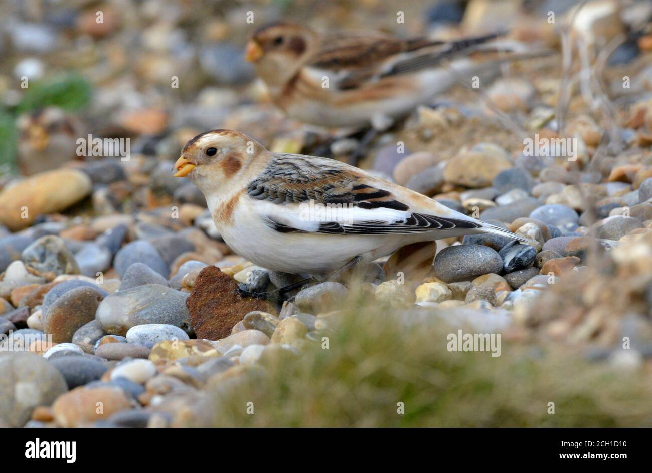 Bruant des neiges - Plectrophenax nivalis Banque D'Images