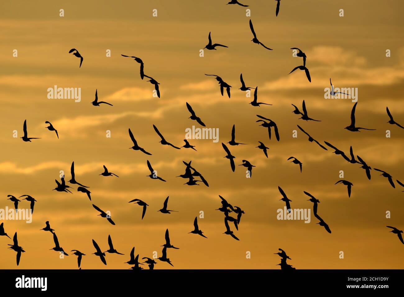 Barge à queue noire - Limosa limosa Banque D'Images