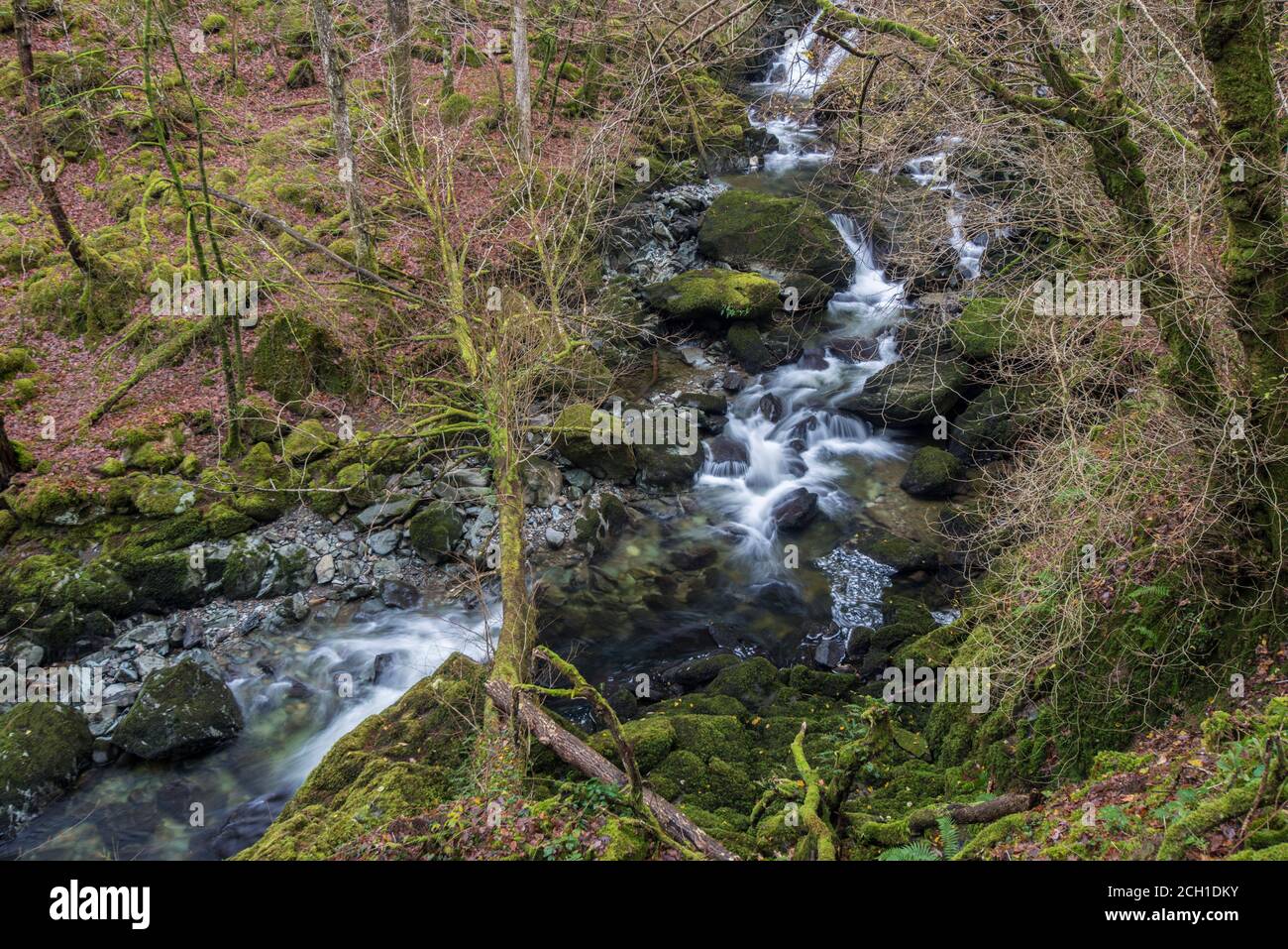Le Torrent à pied le long de la rivière Clywedog, Dolgellau, Galles. Banque D'Images