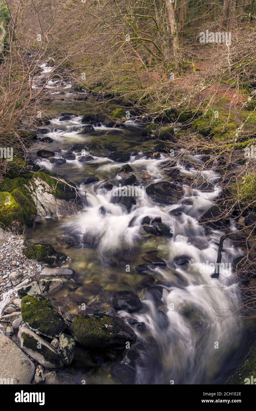 Le Torrent à pied le long de la rivière Clywedog, Dolgellau, Galles. Banque D'Images
