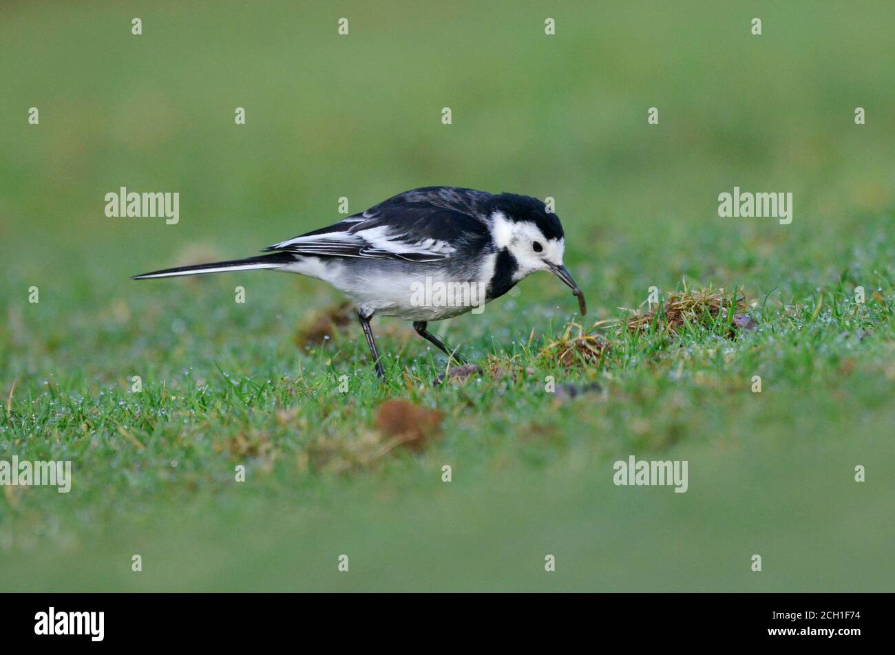 Bergeronnette pie - Motacilla alba Banque D'Images