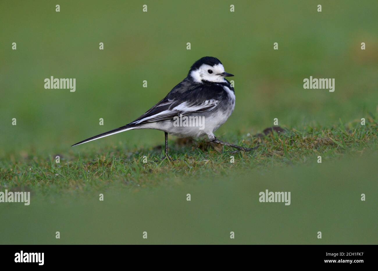 Bergeronnette pie - Motacilla alba Banque D'Images