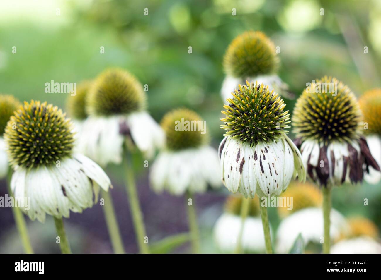 Blanc Echinacea coneflower cygne blanc plantes à fleurs herbacées dans le daisy famille à l'automne matin Banque D'Images