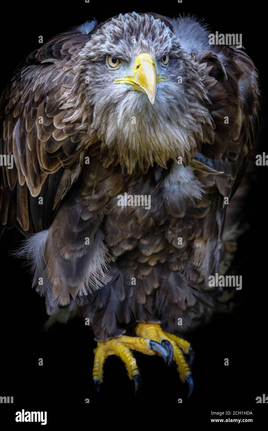Jeune aigle à queue blanche (Haliaeetus albicilla), France Banque D'Images
