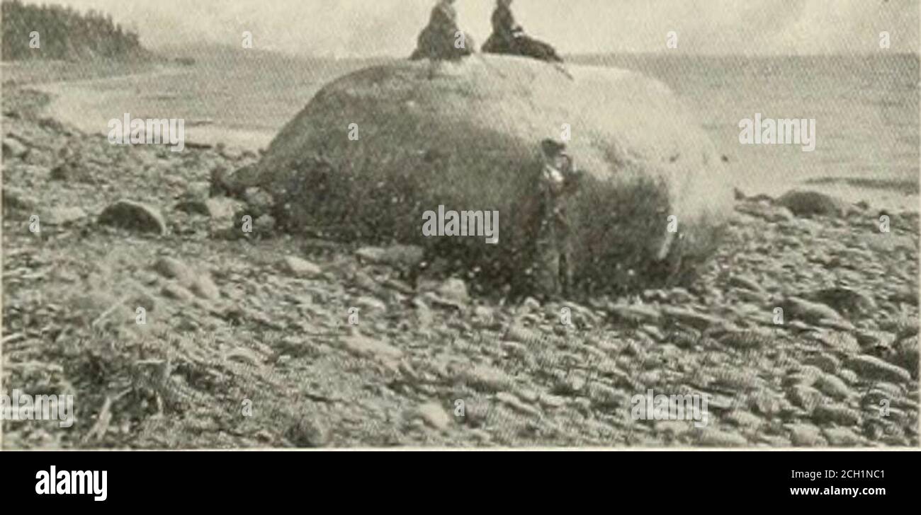 . Le Maine central. Un journal de voyage . ,  .^ .-^ 1-&gt; r. iJAKii-IR—VIKWS LE LONG de .-ji;IU:J-. Côte sur les steamers de Portland, Mt. Desert & Machias Line jusqu'à ce que chaque pouce du parcours soit connu entre Portland et l'Easternshore. Tous les temps ressemblent à 288 LE MAINE CENTRAL. Lui et moi devons vous dire comment il a navigué son bateau à vapeur à travers une banque de brouillard impénétrable, qui nous a rencontrés juste à l'extérieur de Portland Head et a enveloppé tout jusqu'à ce que nous réachdRockland, une course de sept heures. Mais d'abord, laissez-moi expatier un peu sur Portland, la ville au bord de la mer. Pourquoi n'importe quel bodysteer un parcours de Bost Banque D'Images