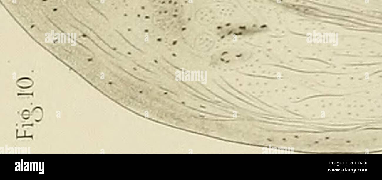 . Denkschriften der Medicinisch-Naturwissenschaftlichen Gesellschaft zu Jena . Banque D'Images