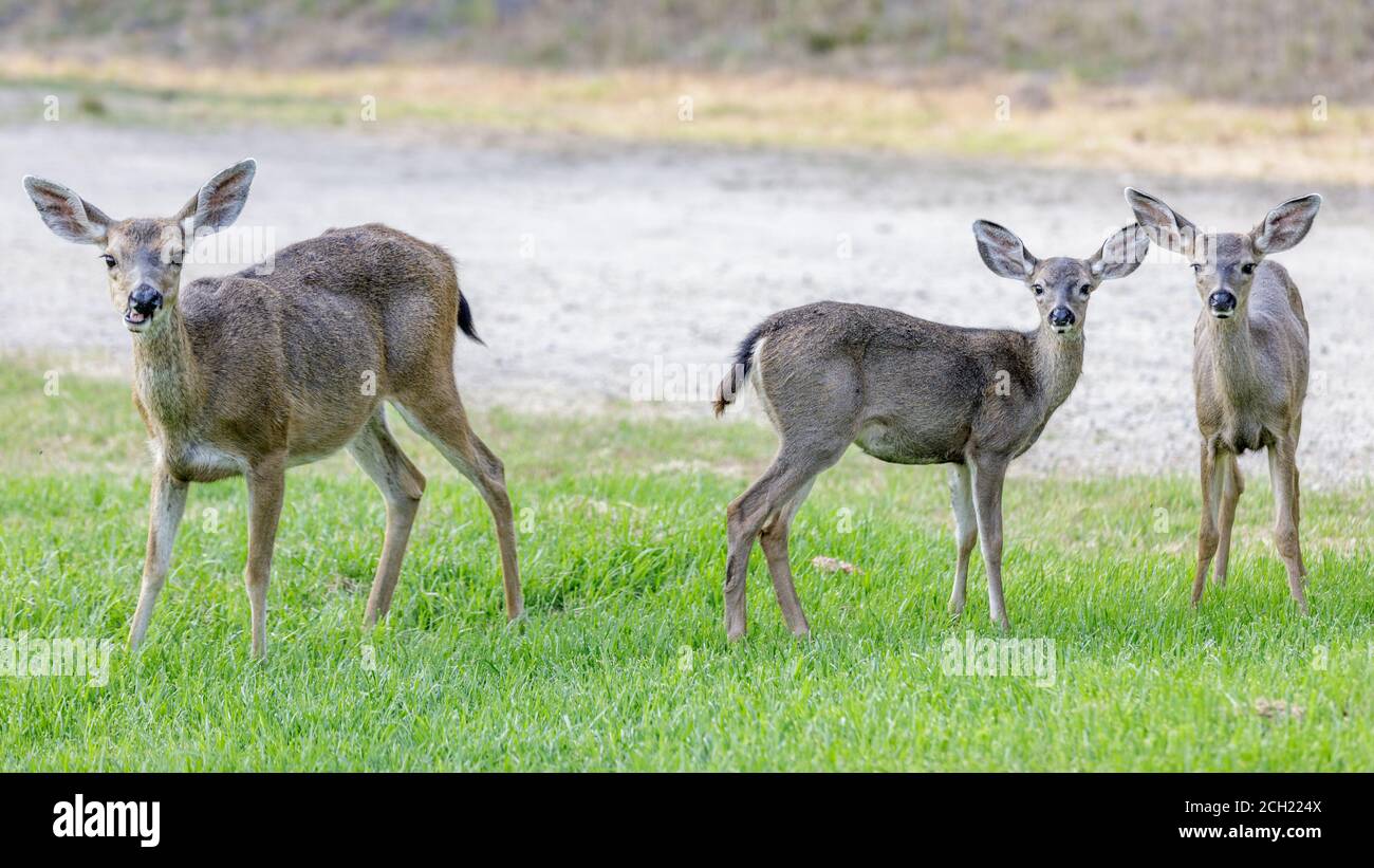 Alerter la mère et les bébés de cerfs de Virginie dans le pré Banque D'Images