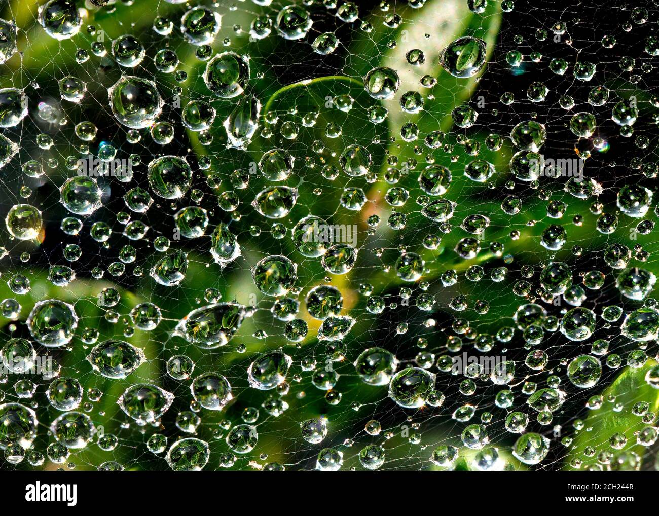Photo horizontale en gros plan de la toile d'araignée sur le Bush avec des gouttes de rosée ressemblant à des joyaux qui s'accrochent aux filaments. Banque D'Images
