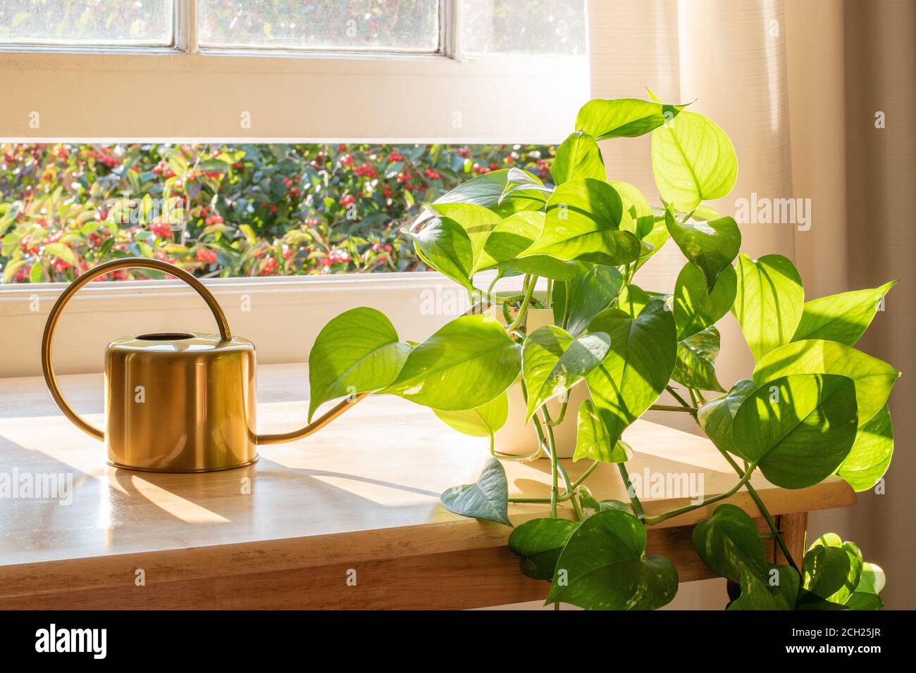 Maison de pothos d'intérieur à côté d'un arrosoir dans un intérieur magnifiquement conçu. Banque D'Images