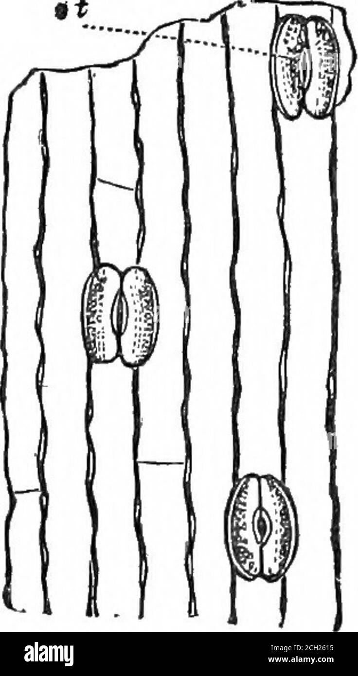 . La plante, une illustration de la vie organique de l'animal . en mettant en place un passage sain des fluides à travers le système. Ceci est fait sur le principe suivant. La fente ou la per-foration dans la surface épidermique se trouve entre deux cellules, qui diffèrent de l'autre en étant très hygométrique, très facilement affectée par l'humidité de l'atmosphère. Lorsque l'air est humide, et il y a une abondance d'humidité dans le sol, ces deux cellules deviennent gonflées et turgides, et par leur courbure extérieure ouvrent le pore et permettent l'évacuation de l'eau superflue; mais quand l'atmosphère est sèche, elles se redressent et Banque D'Images