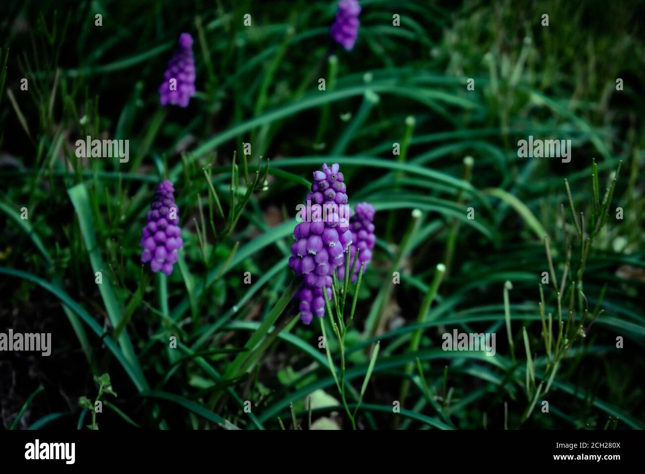 Petites fleurs violettes dans une zone de gazon vert foncé Photo Stock -  Alamy