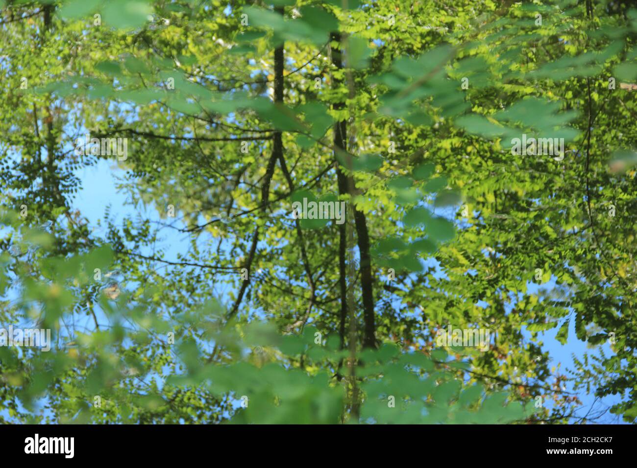 Forêt surréaliste dans le reflet de la rivière avec des branches et un feuillage verdoyant. Nature coloré forêt fond. Banque D'Images
