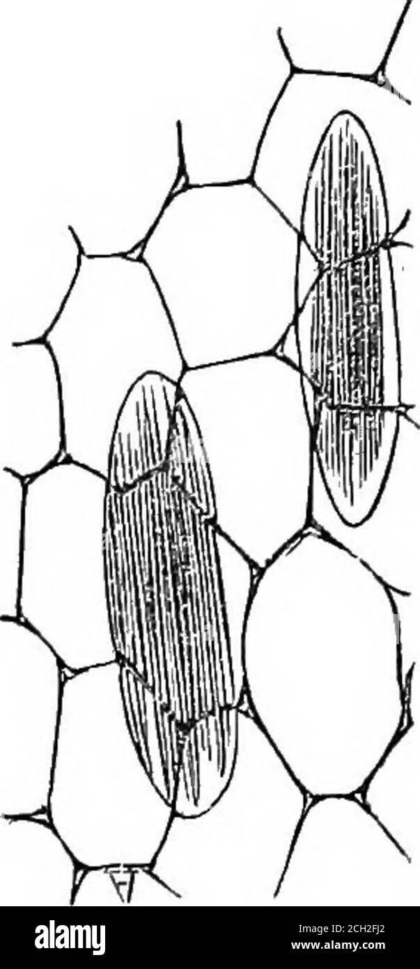 . La plante, une illustration de la vie organique de l'animal . ion, originaire de l'individualité des cellules. On attribue à la même cause les différentes variétés de canalici ou de tubes rayonnants dans les dépôts les plus indu, appelés sclérogène. L'enveloppe pierreuse qui entoure les graines de la pêche et de la prunier, avec la coquille recouvrant les noix et les filberts, peut, dans ce nouveau-spect, être assez contrastent avec les tissus plus solides et indurateddes animaux. L'os, par exemple, présente les processus de samelacunae, canalili et rayonnant, entre autres particularités, dans le Hist Banque D'Images