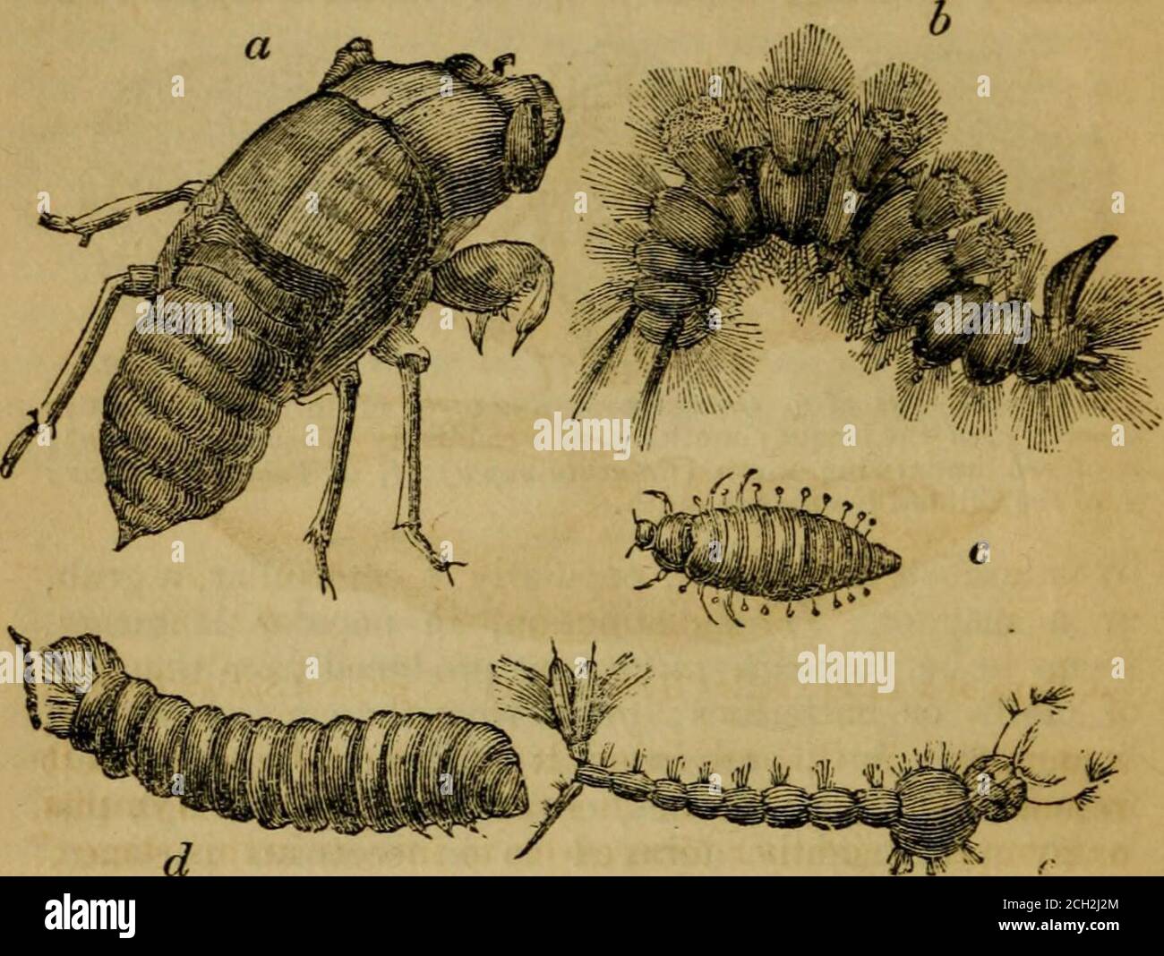 L'architecture des insectes : à laquelle on ajoute, les miscellanies, sur  les ravages, la préservation à des fins d'étude, et la classification, des  insectes . e en position du ver-repas ;