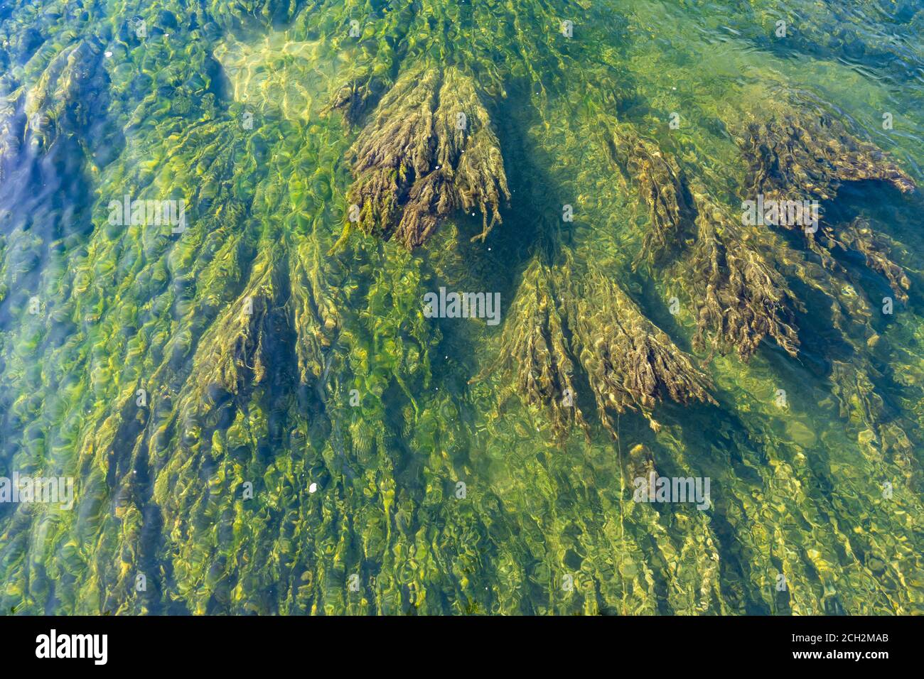 Des forêts de varech sous-marines sous les eaux cristallines du lac supérieur de Zurich (Obersee) le long de Holzsteg, Rapperswil, Saint-Gall, Suissan Banque D'Images