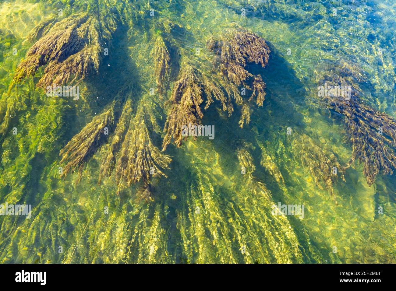 Des forêts de varech sous-marines sous les eaux cristallines du lac supérieur de Zurich (Obersee) le long de Holzsteg, Rapperswil, Saint-Gall, Suissan Banque D'Images