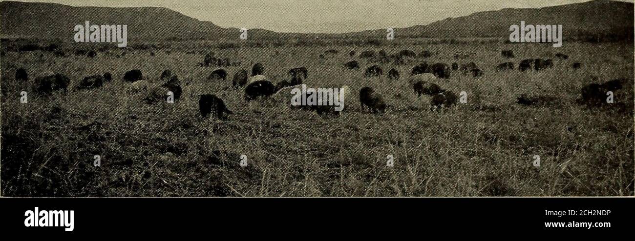 . Les terres fertiles du Colorado et du nord du Nouveau-Mexique .. . Puits artésiens la vallée de San Luis bénéficie d'un autre avantage merveilleux de sa formation lacédée. Comme le lac a été rempli, son matériel a été déposé en varyingcouches, d'abord des matériaux plus grossiers, puis une couche de limon fin et plus proche qui, au fil des âges, s'est tourné vers la pierre, puis une autre couche de gravier, et ainsi de suite jusqu'à la surface. Aujourd'hui, tout ce que l'agriculteur a à faire est de conduire à travers les couches de matière fine dans l'un des dépôts de substance plus grossière, et il s'est bien aflapper, en criant un jet complet de l'eau la plus pure, douce, claire, ofte Banque D'Images