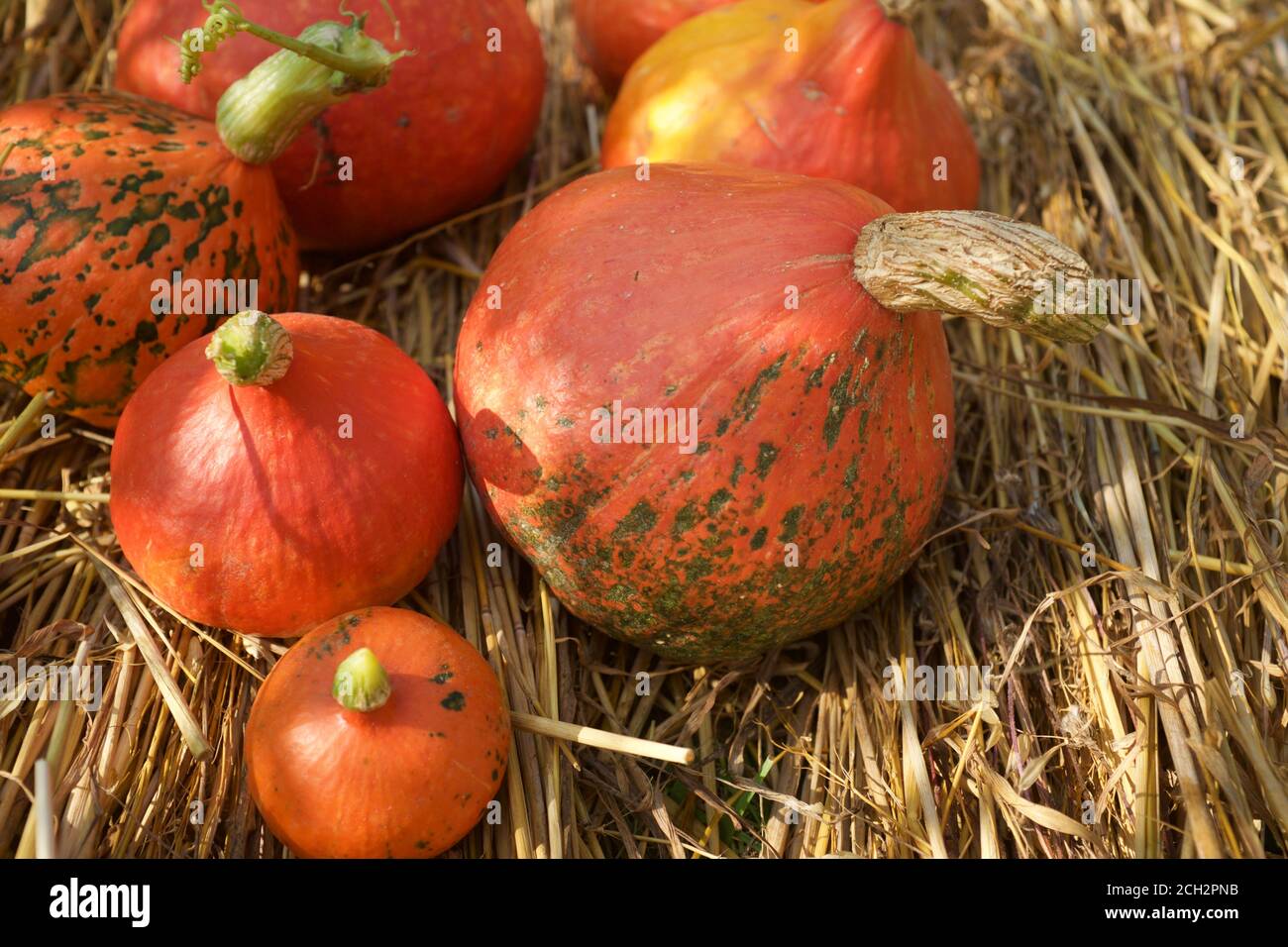 Citrouilles d'orange la variété Hokkaido se trouve sur la paille, illuminée par les rayons du soleil. Thanksgiving et Harvest concept. Banque D'Images