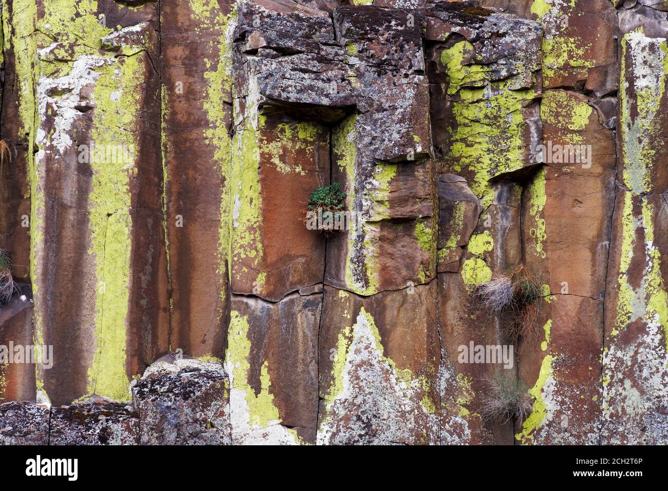 Lichen jaune et blanc poussant sur des falaises de basalte en colonnes, rivière John Day, centre du désert de l'Oregon, États-Unis Banque D'Images