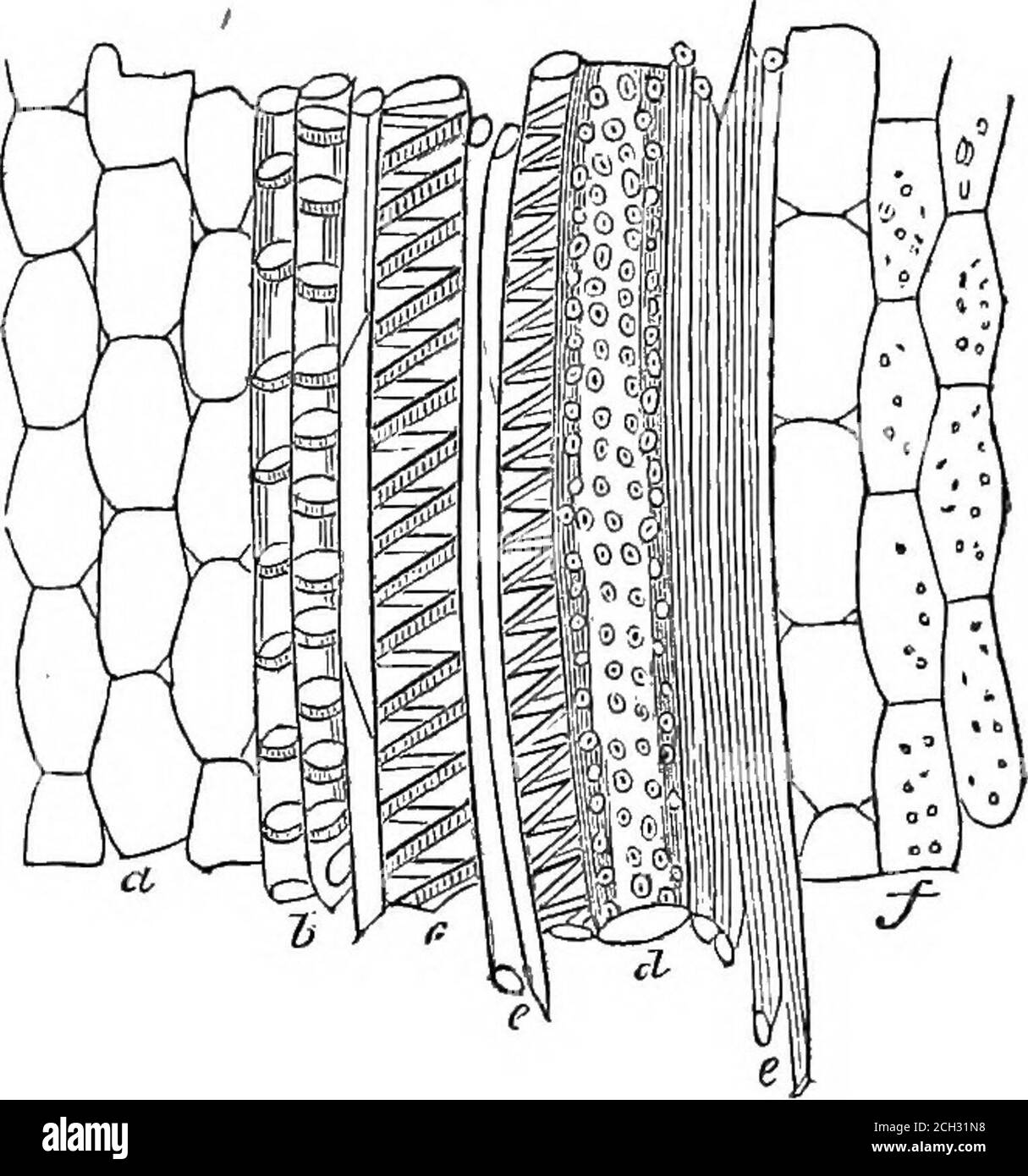 . La plante, une illustration de la vie organique de l'animal . en que les cellules dans le centre et vers le circonférence de la tige, qui forment collectivement la peth et l'écorce, avec celles des rayons médullaires, arealonly légèrement modifié par la pression mutuelle de la sphéricalforme. Ceux, au contraire, qui constituent le bois, et qui occupent une position intermédiaire entre l'écorce et la peth, sont tellement changés en apparence qu'il semble au début impossible de les référer au même type commun. Si nous examinons une section longitudinale de la tige, la nature et l'étendue du tr Banque D'Images