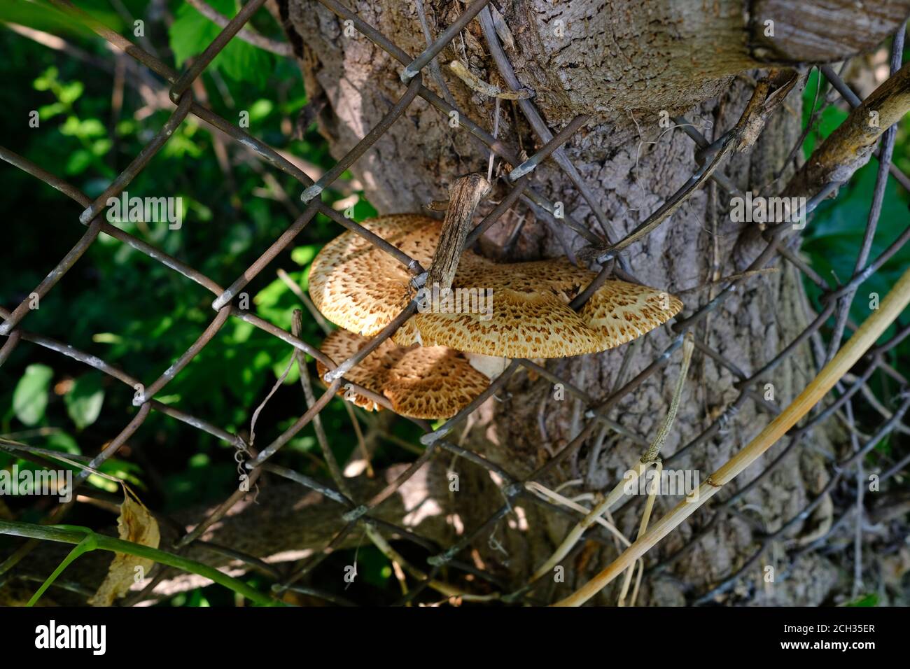 La selle de Dryad ou le champignon du dos du faisan (Polyporus squamosus) qui pousse dans une clôture à chaînette à côté de la piste cyclable, Ottawa (Ontario), Canada. Banque D'Images