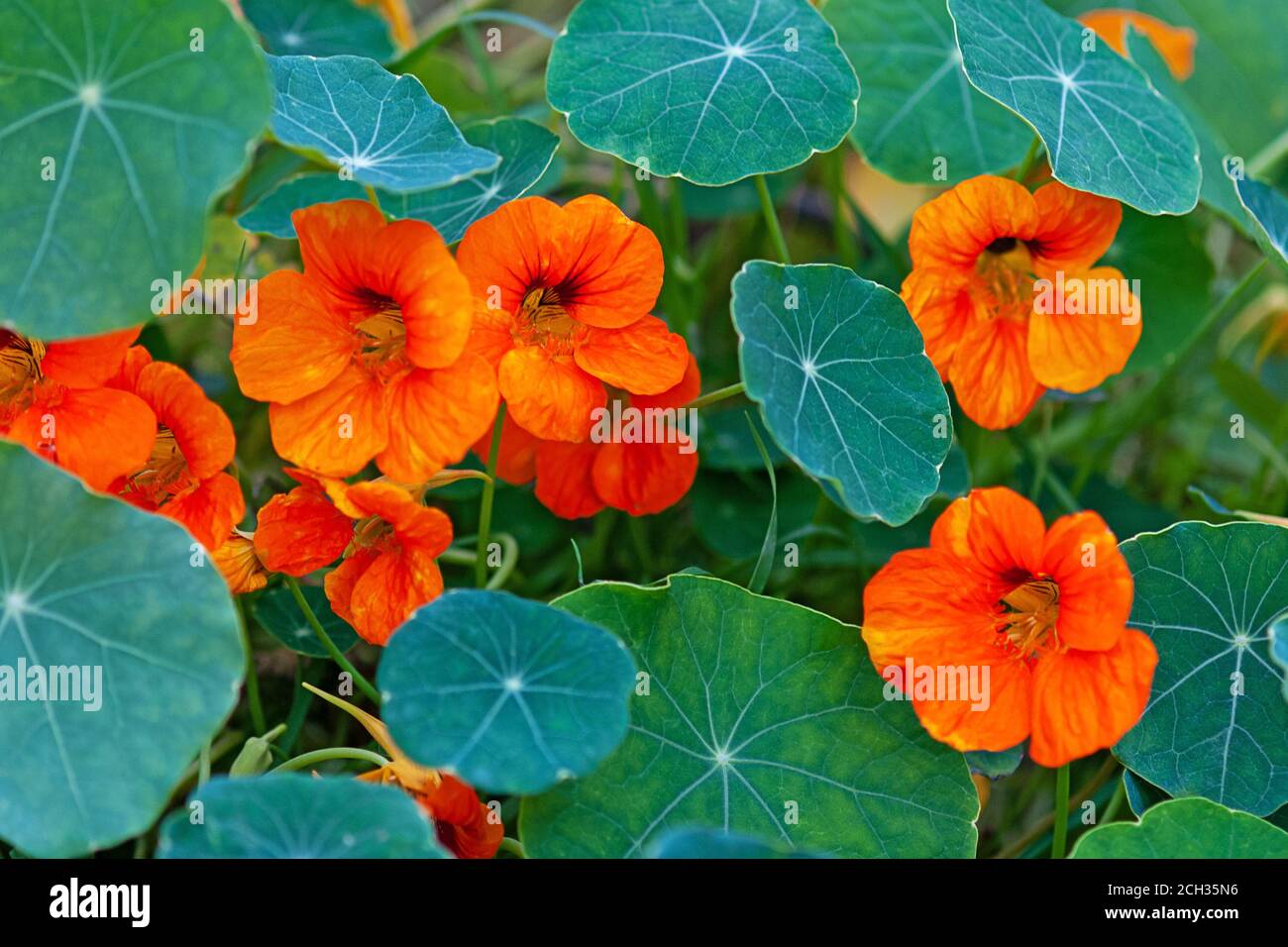 Naturtium - plante traînante sud-américaine avec feuilles rondes et fleurs comestibles ornementales orange, jaune ou rouge vif Banque D'Images