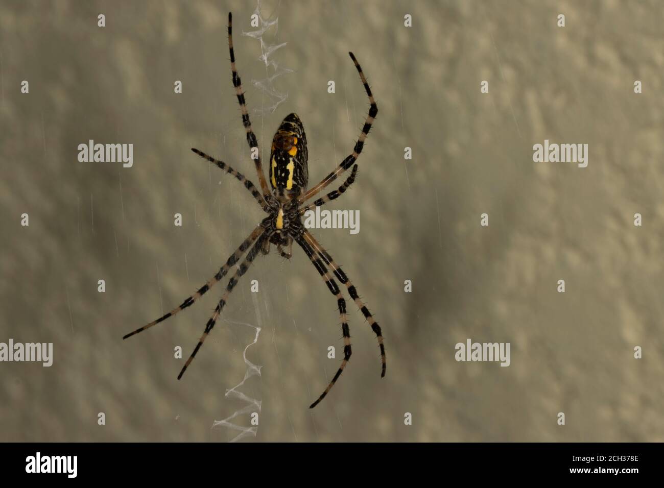 Une araignée de jardin noire et jaune, Argiope aurantia, dans sa toile, vue ventrale Banque D'Images