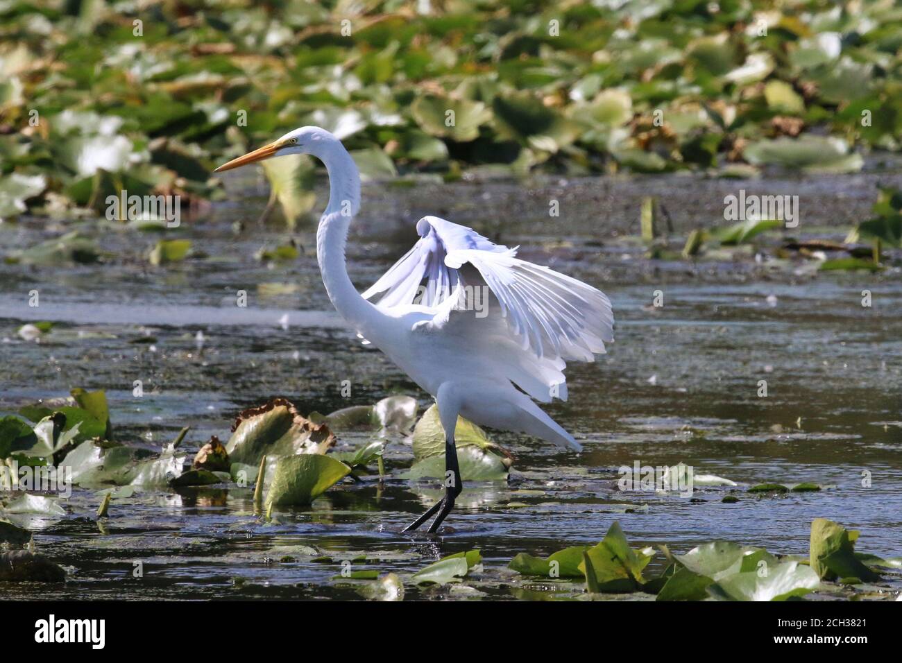 Grands Egrets dans l'habitat du marais Banque D'Images