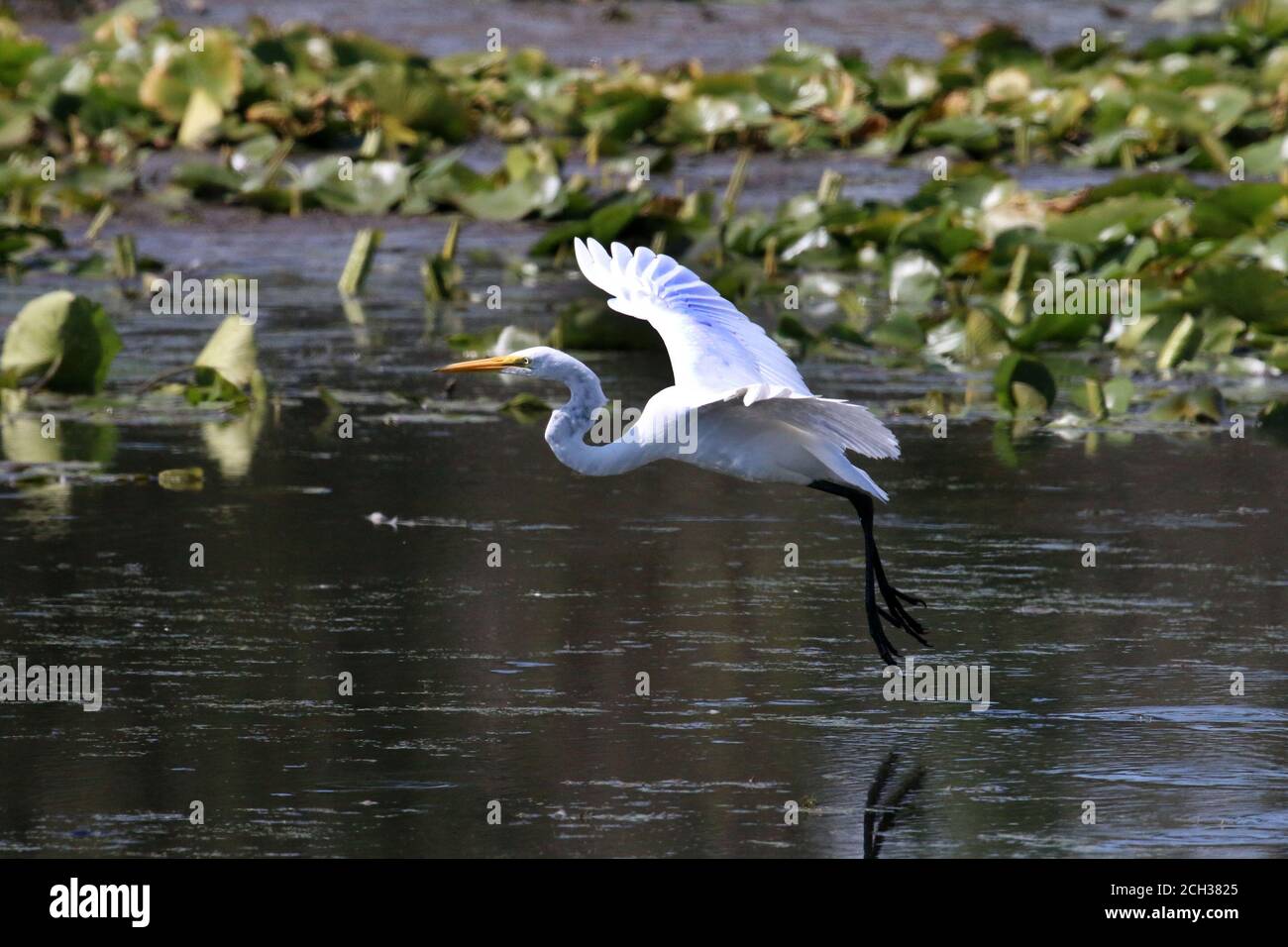 Grands Egrets dans l'habitat du marais Banque D'Images