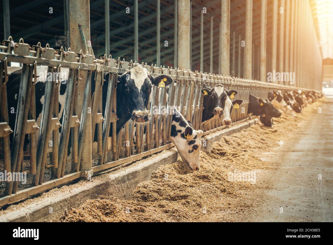 Vaches dans la ferme laitière. Vaches se reproduisant dans une ferme laitière moderne. Banque D'Images
